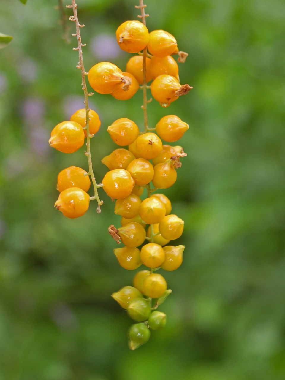 Fiori e frutti assieme